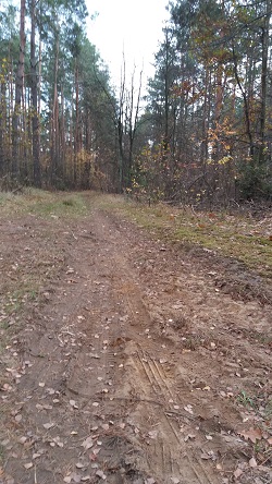 4a. Droga leśna.jpg